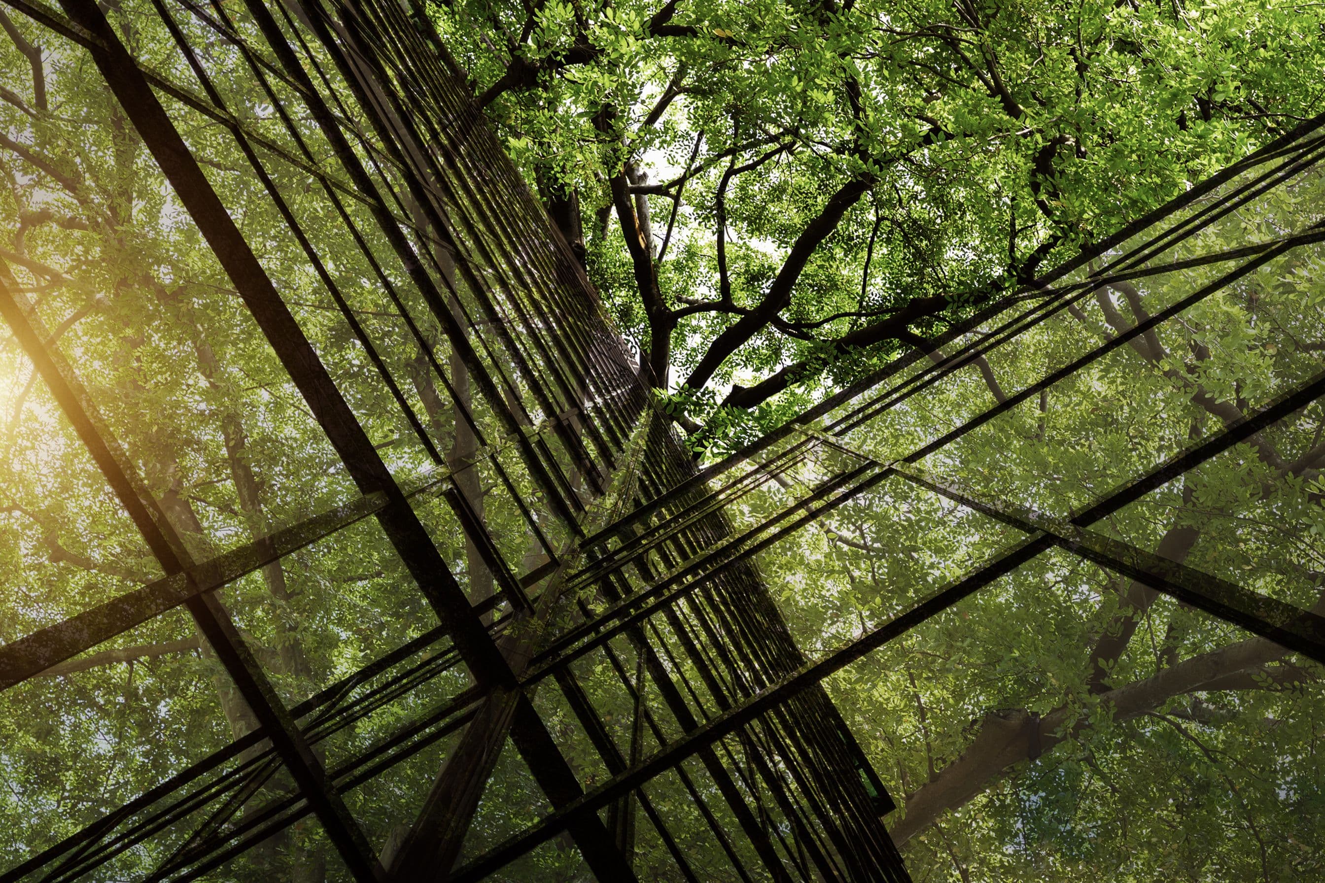 An abstract image of trees reflecting off the glass on the side of a building.